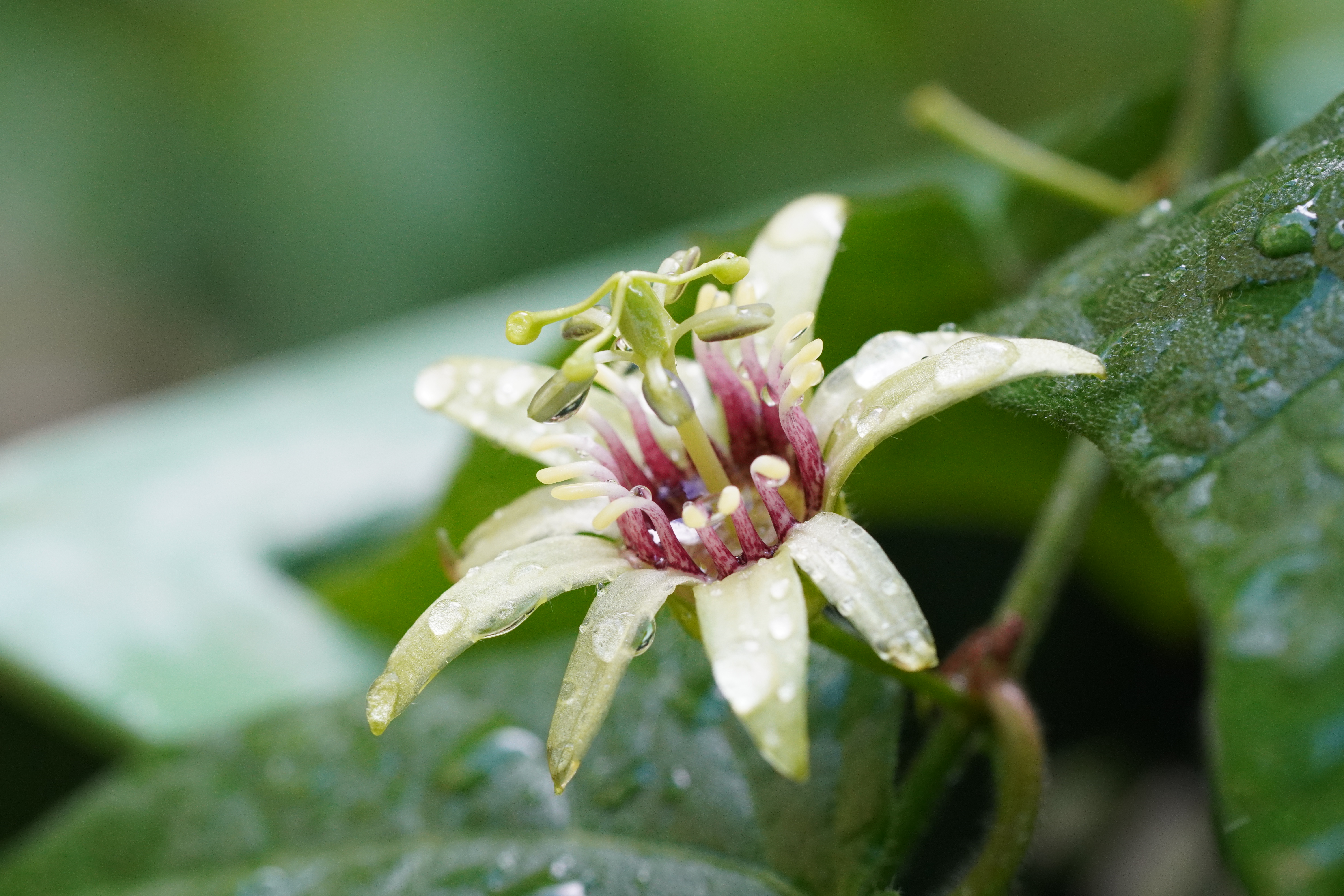 Passiflora 'Giftzwerg'