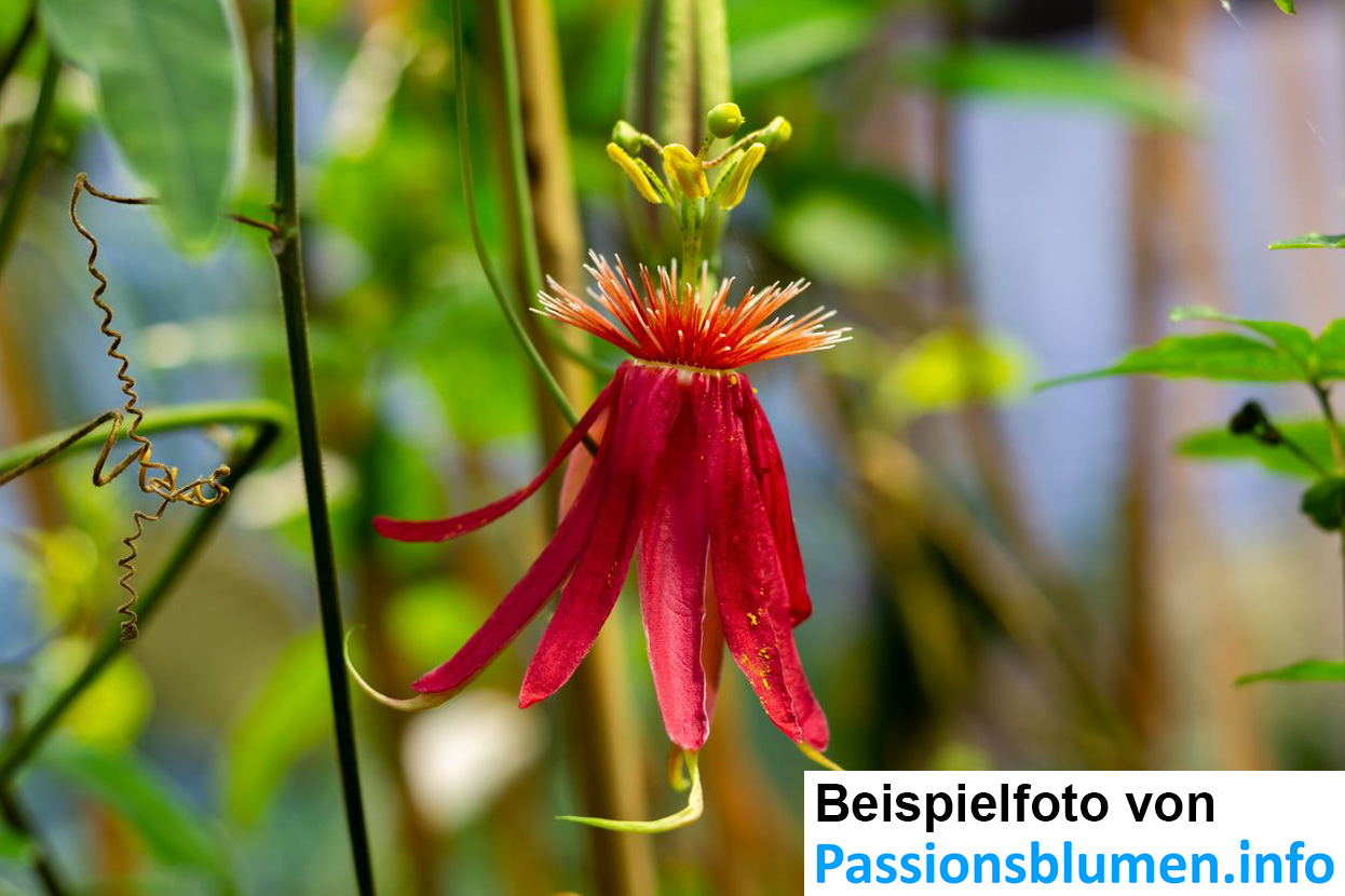 Passiflora semiciliosa