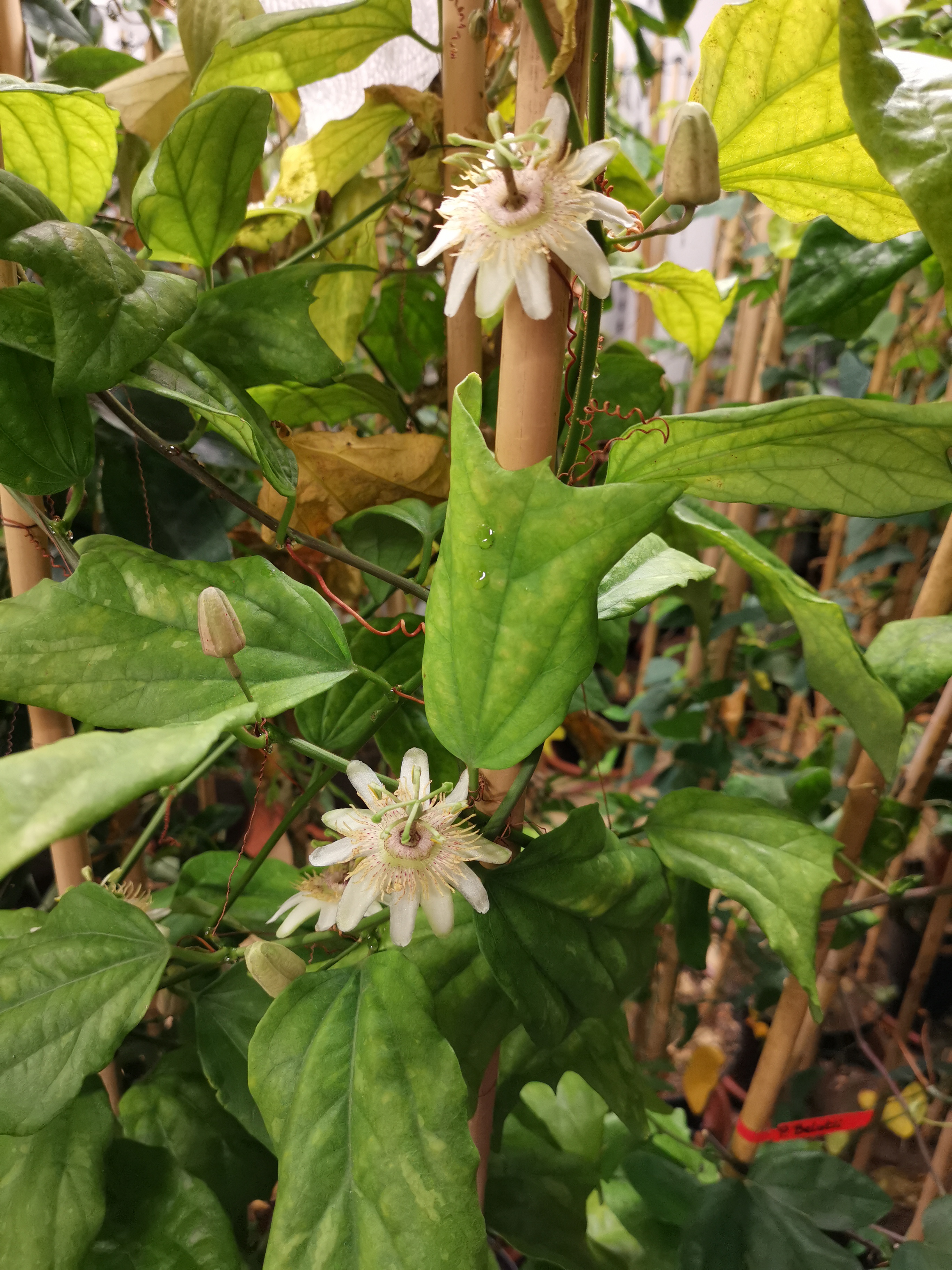 Passiflora jianfengensis