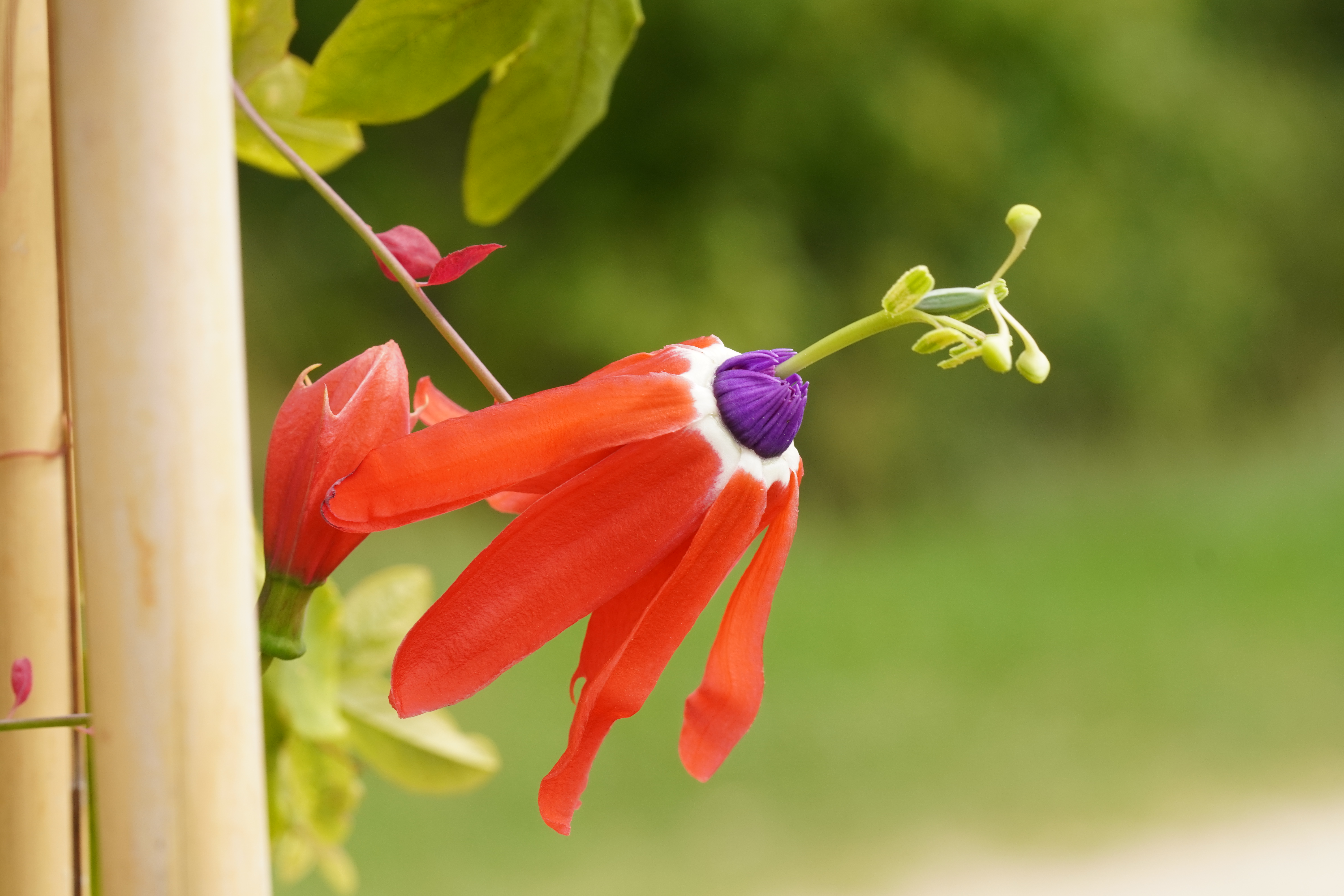 Passiflora edmundoi