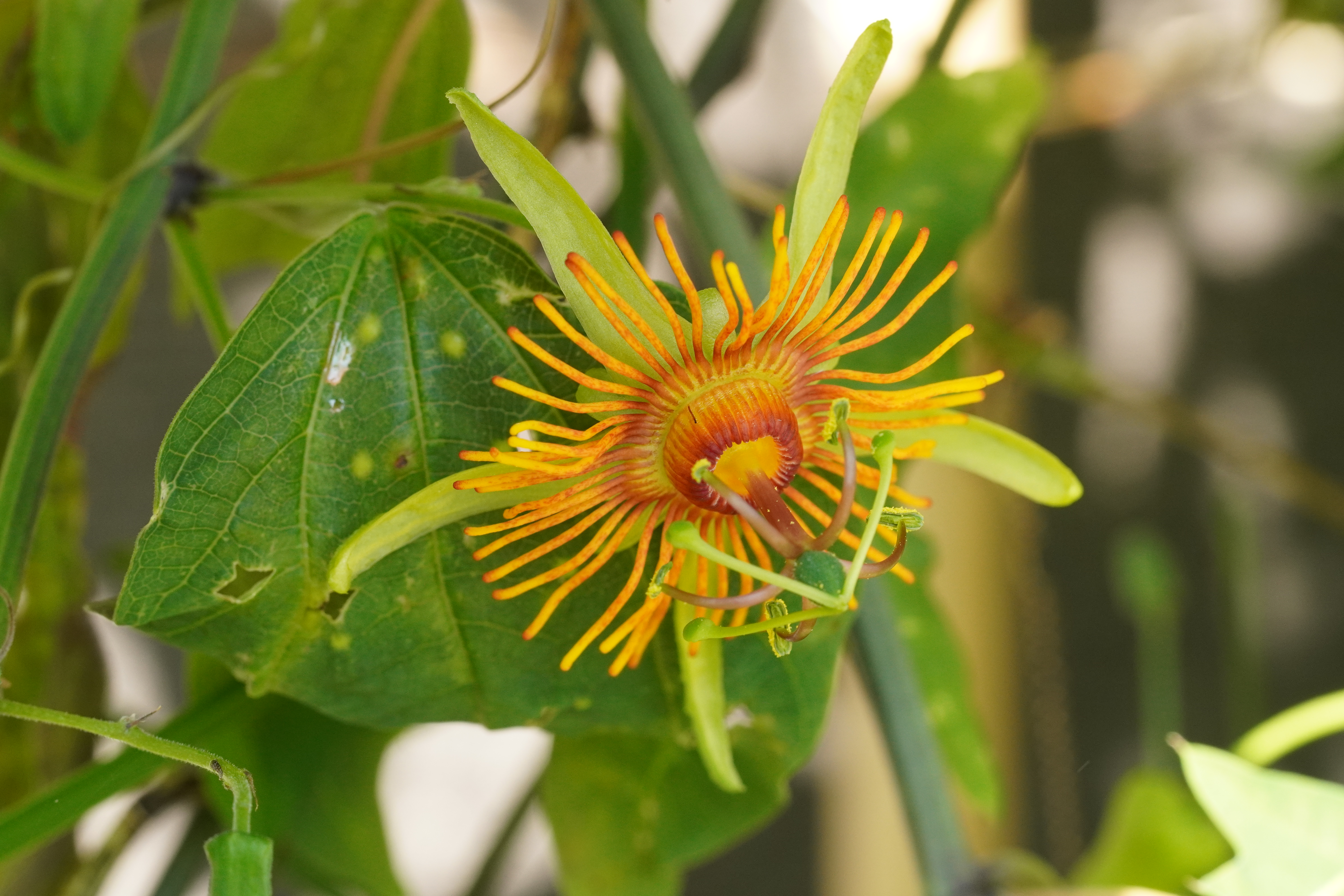 Passiflora 'Sunburst'
