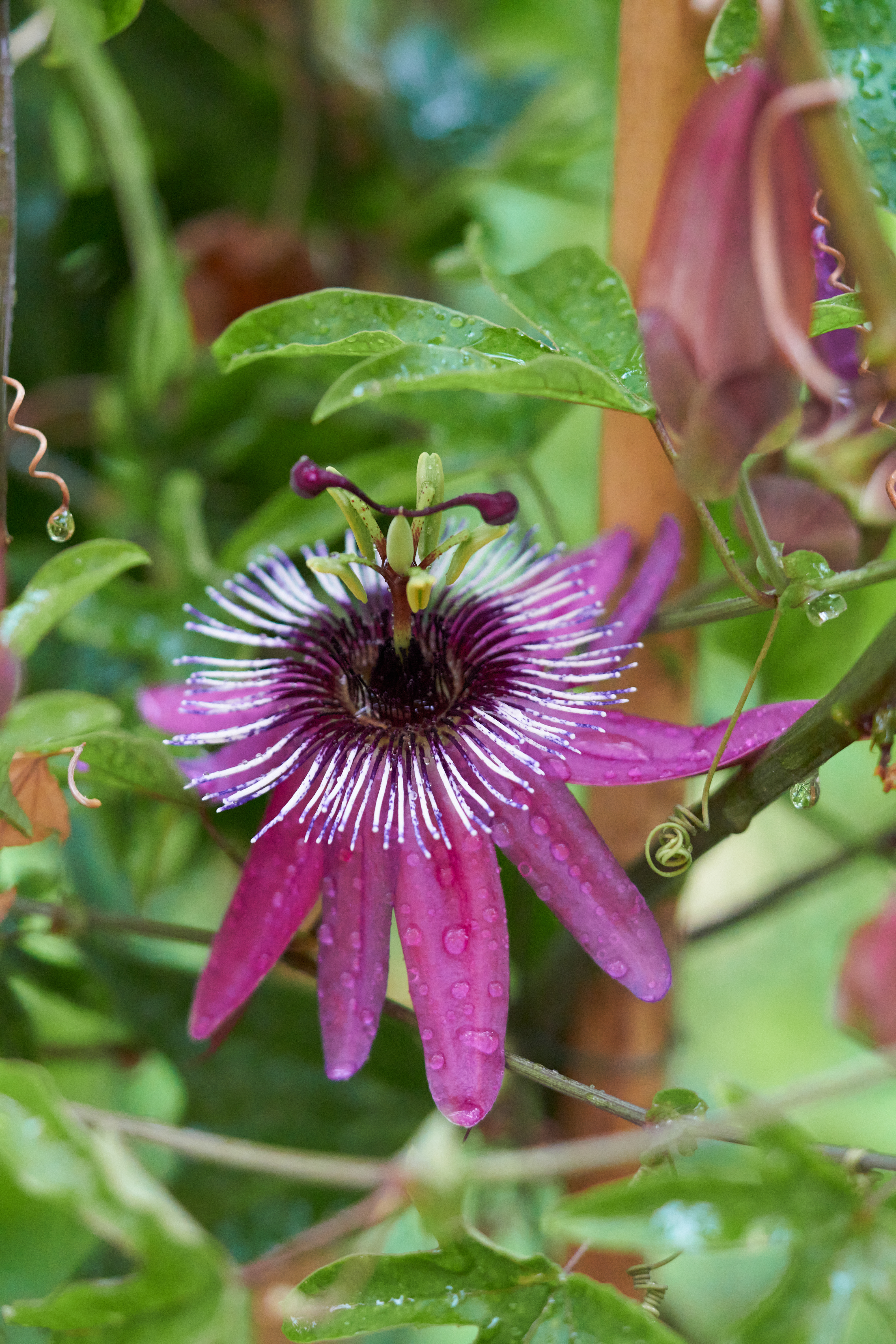 Passiflora x violacea 'Victoria'